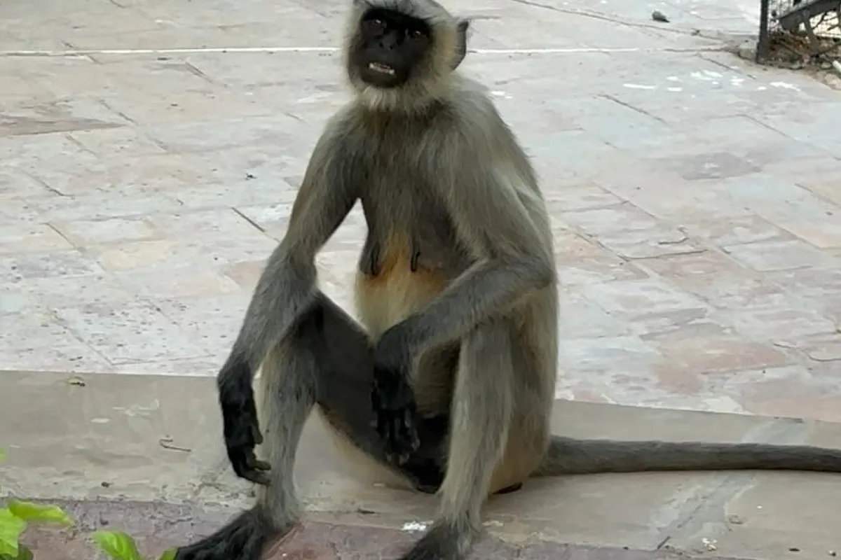 Mandore Garden, Jodhpur